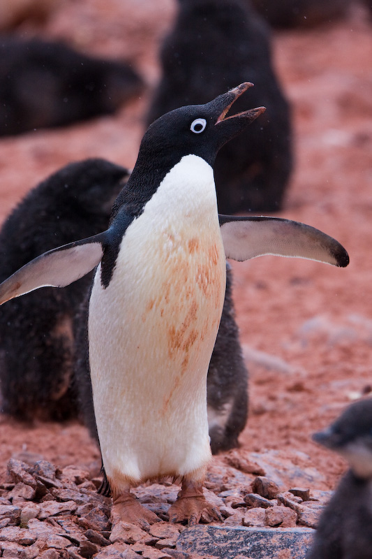 Adélie Penguin